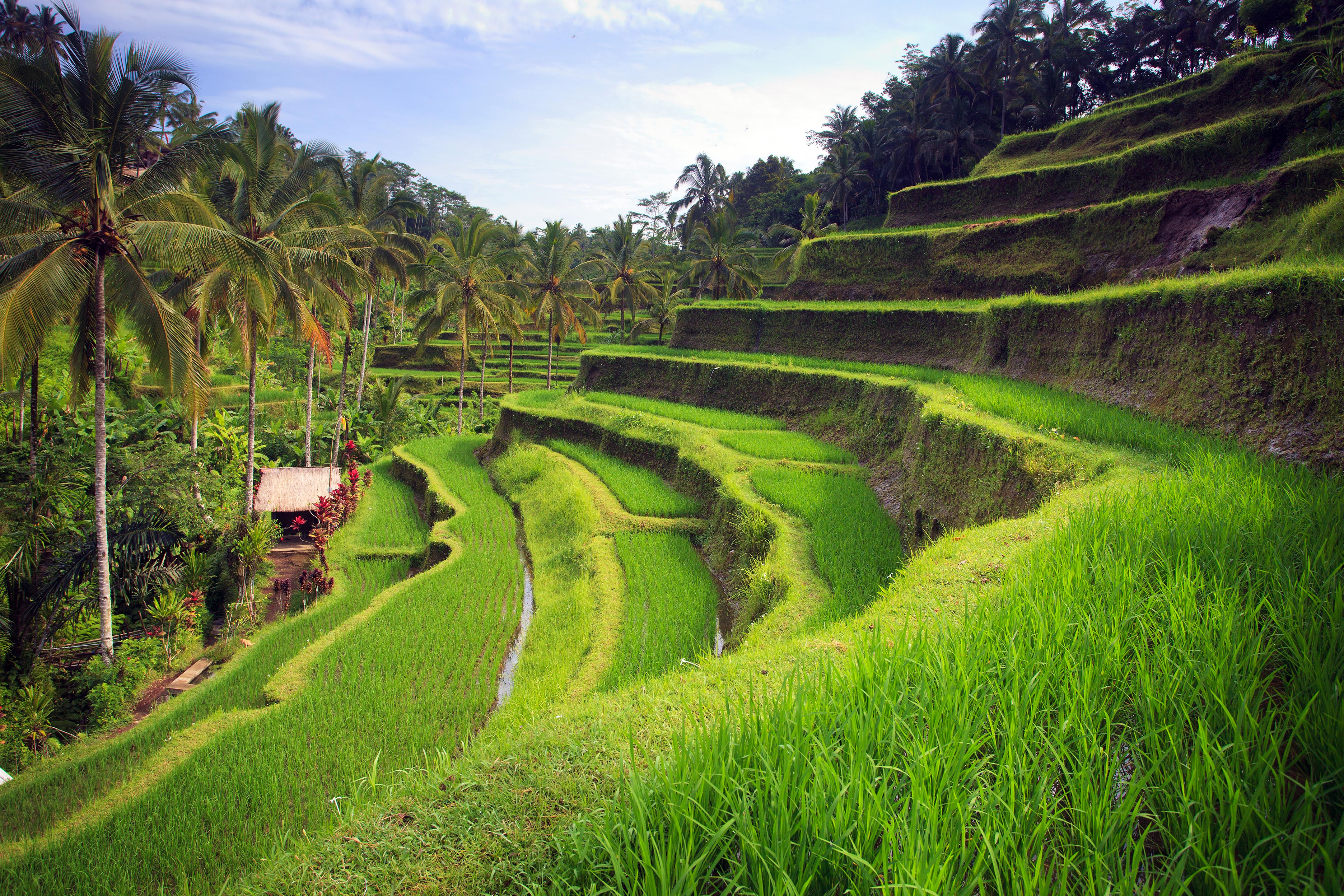 Бали индонезия. Бали (остров в малайском архипелаге). Бали остров Убуд. Рисовые террасы Тегаллаланг.