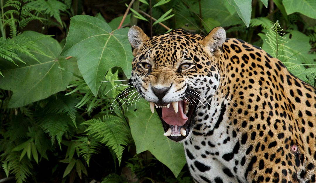 Jaguar im Madidi-Nationalpark