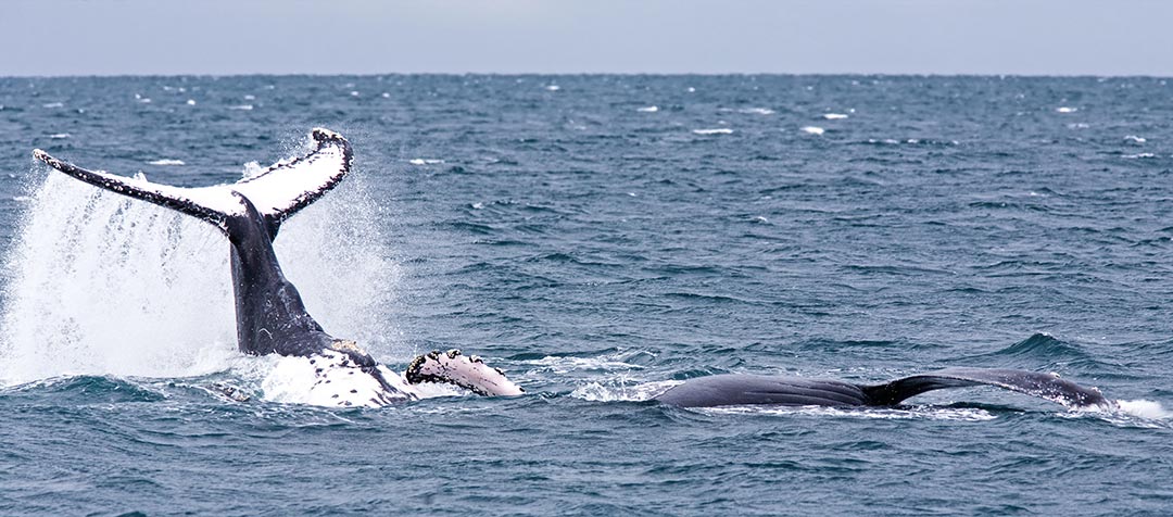 Walbeobachtung in Brasilien