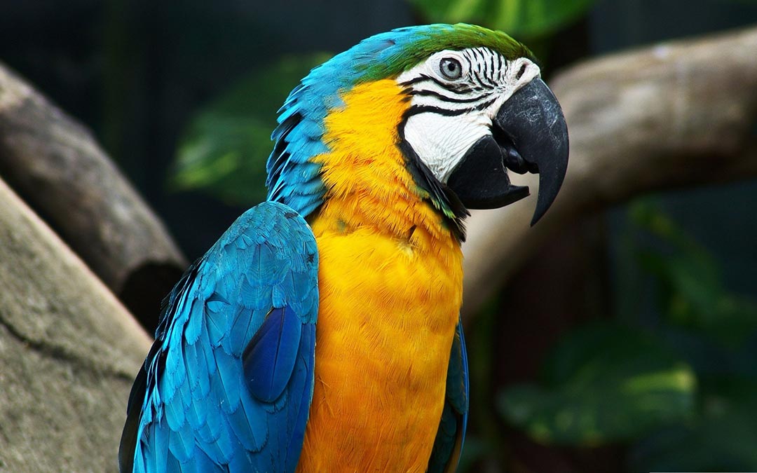 Amazonas-Papagei