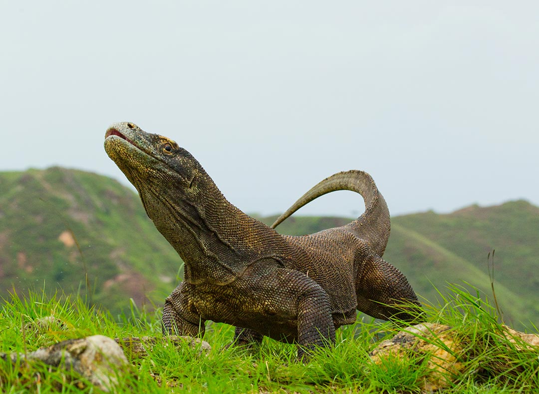 Komodowaran, Indonesien