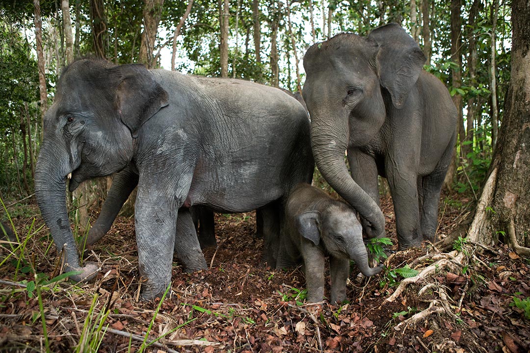 Sumatra-Elefant