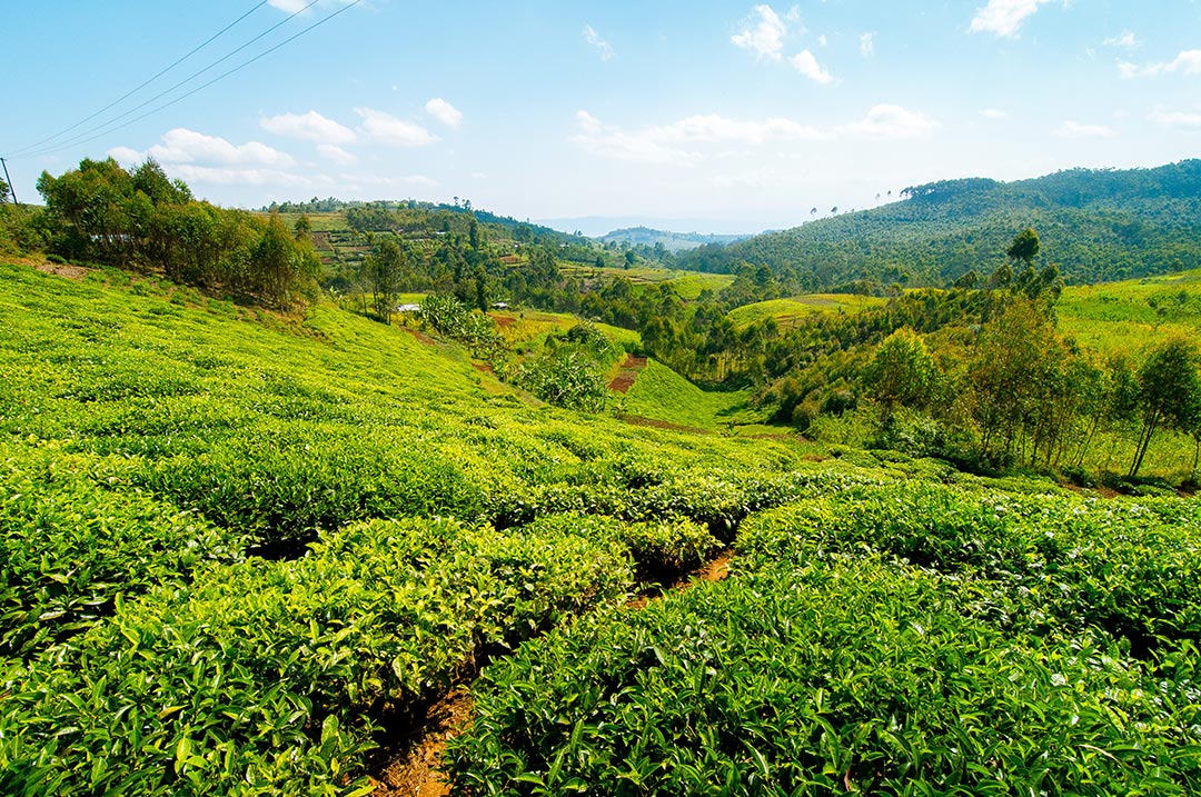 Teeplantagen, Nyungwe-Wald
