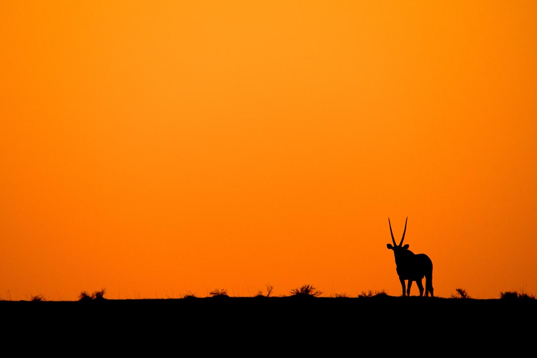 Antilope in Sambia