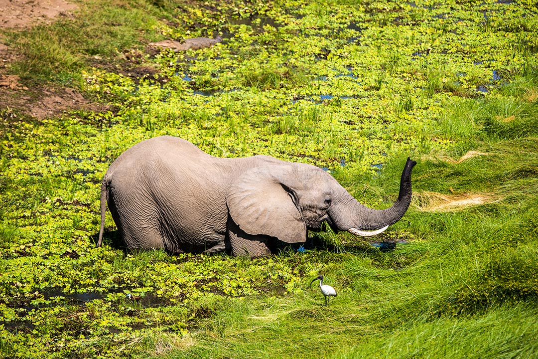 Elefant in Sambia