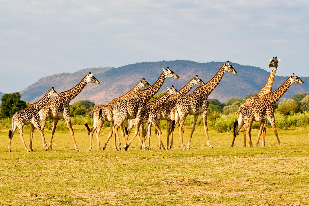 Giraffen in Sambia