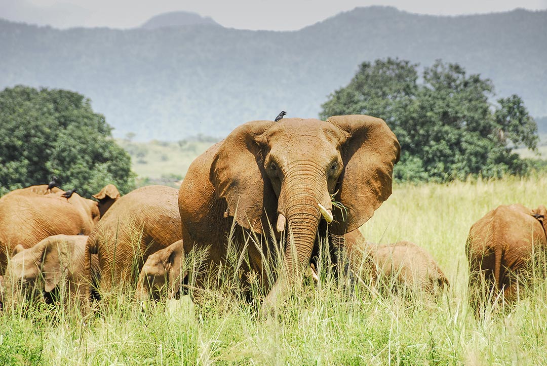 Elefanten im Kidepo Valley Nationalpark