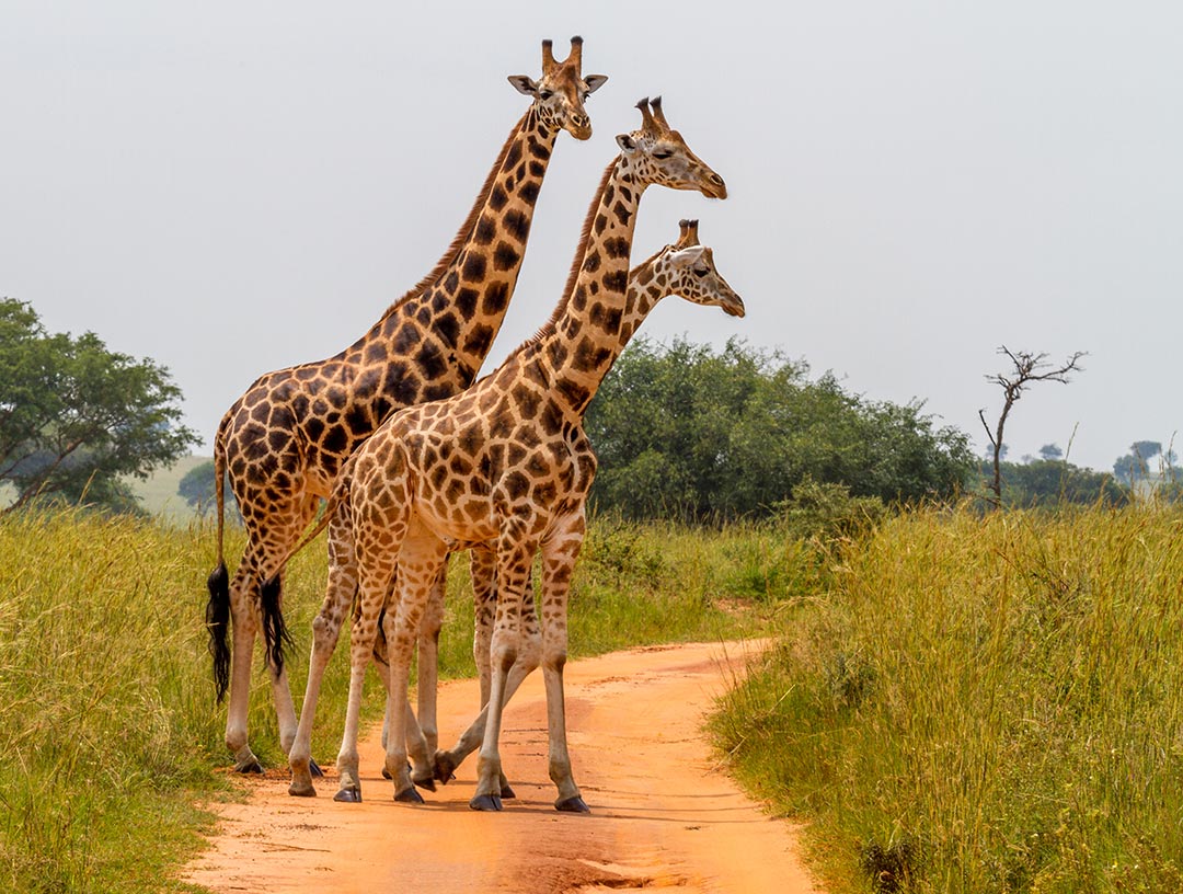 Giraffen im Murchison Falls Nationalpark