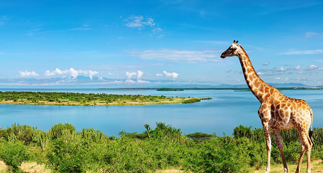Giraffe am Nil in Uganda