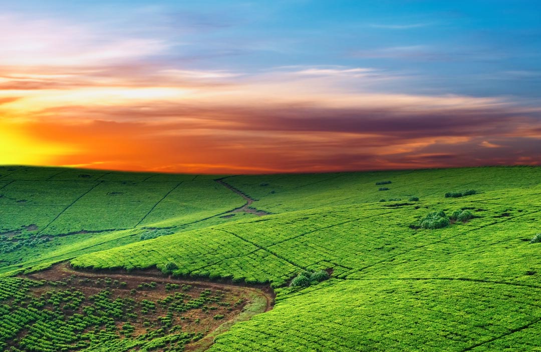 Teeplantage, Uganda
